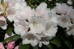 Killikus&reg; Fotographie